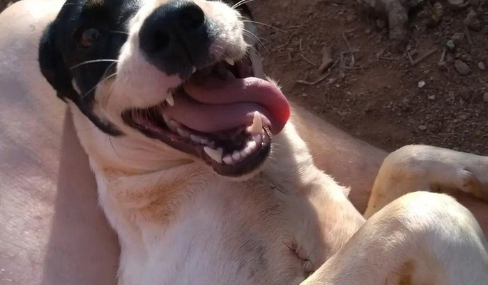 Ajude a Zoe (câncer de mama)