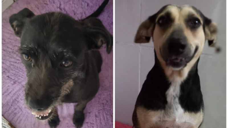 Ajuda para castrar 2 cachorras que moram na rua 