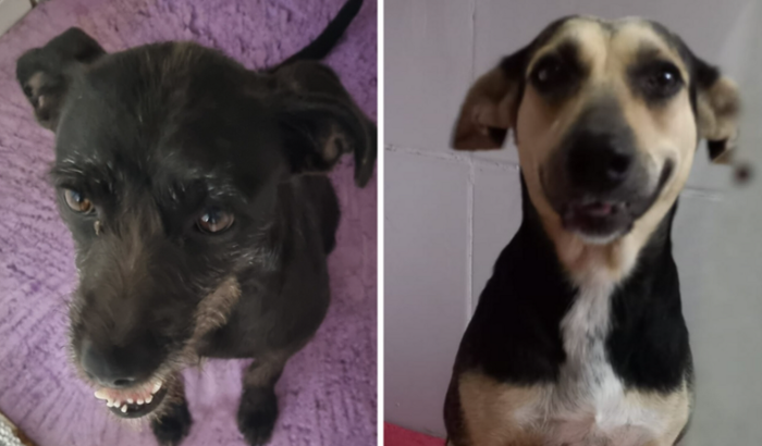 Ajuda para castrar 2 cachorras que moram na rua 