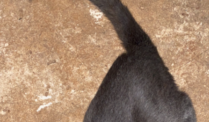 Cirurgia gato Vitório
