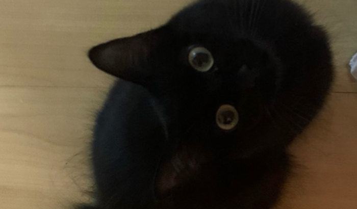 Ajuda para pagar ressonância da gata Amora