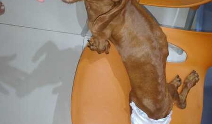 Ajude Anita a voltar a andar 