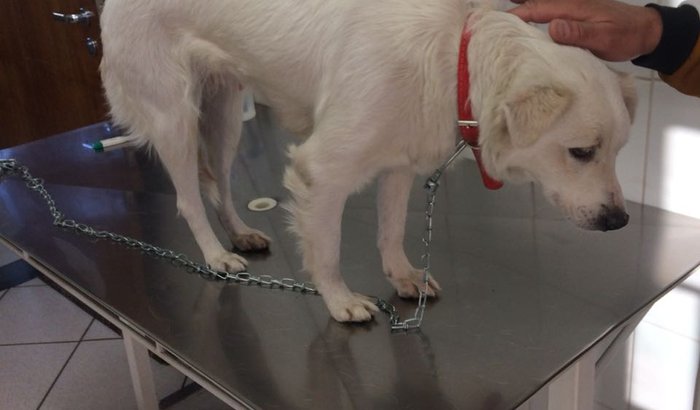 Ajude a cachorra branquinha contra o tumor