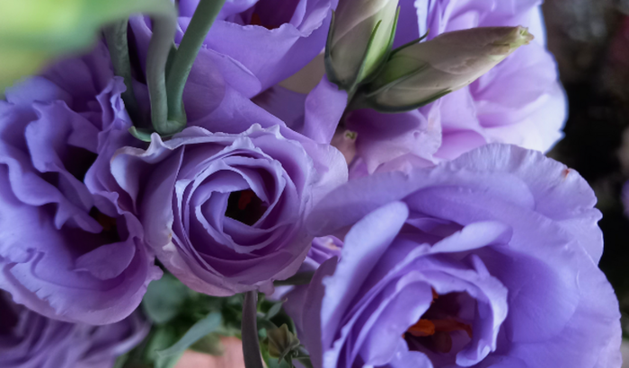 Ajuda pra construção de um sonho