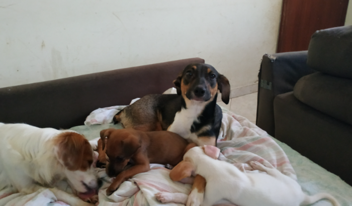 Amor pet