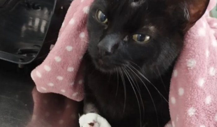 Ajuda para o tratamento do gatinho Salém
