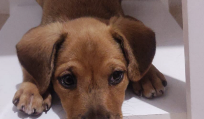 Cirurgia do Scooby 🐶