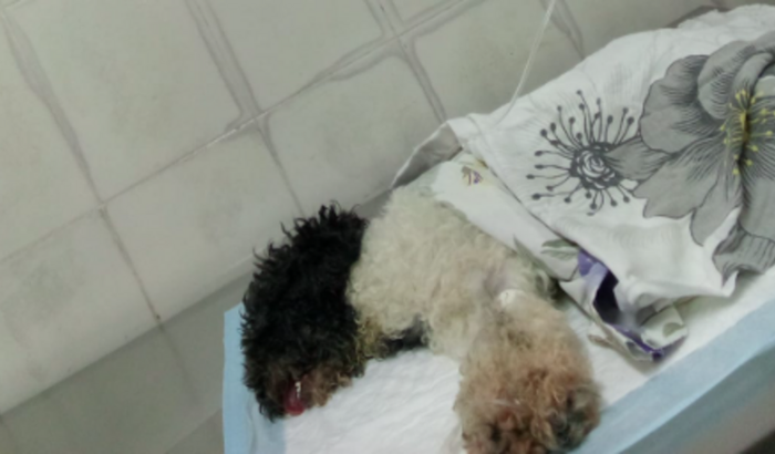 Ajude me a salvar a Kiara