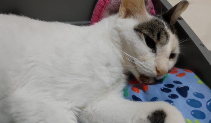 Ajuda para fazer a transfusão de sangue do meu felino