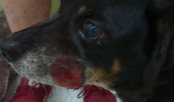 Ajuda para o Bob amigão pet da minha mãe que está com câncer 