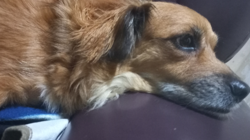 Ajuda para pagar cirurgia da minha cachorra