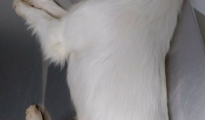 Cirurgia Ortopédica minha cachorrinha