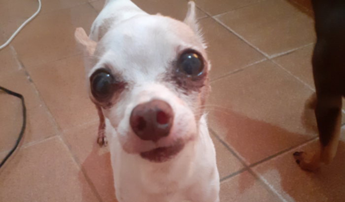 Ajude no tratamento do Fufy