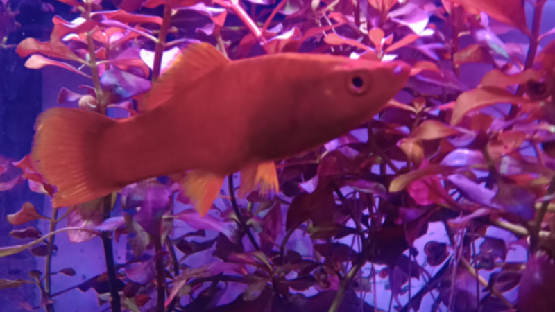 Me ajude a comprar um aquario para meus peixes, um novo lar para eles