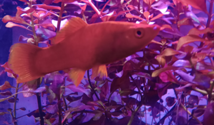 Me ajude a comprar um aquario para meus peixes, um novo lar para eles