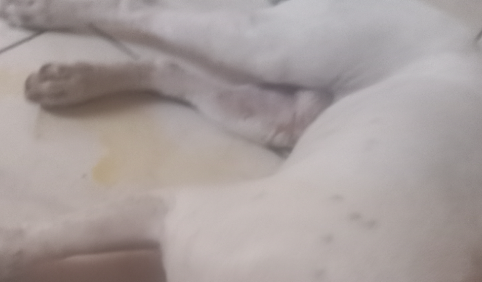 Preciso de dinheiro pra salvar meu cachorro ele está morrendo 