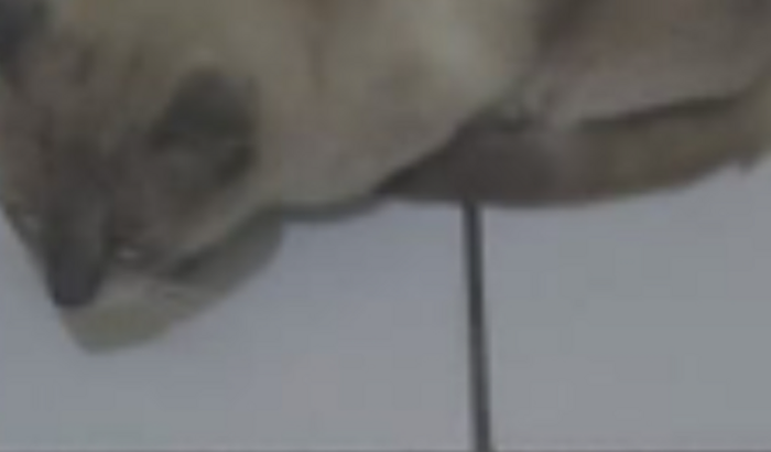 Mi ajude cuidar dos animais  de rua