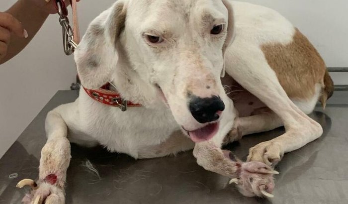 Ajudem essa pobre cadela com a cirurgia nas patas