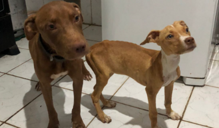 Ajuda os filhotes de Pitbull 