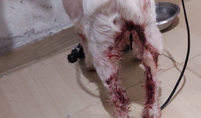 Preciso levar minha cachorrinha ao veterinário com urgência 