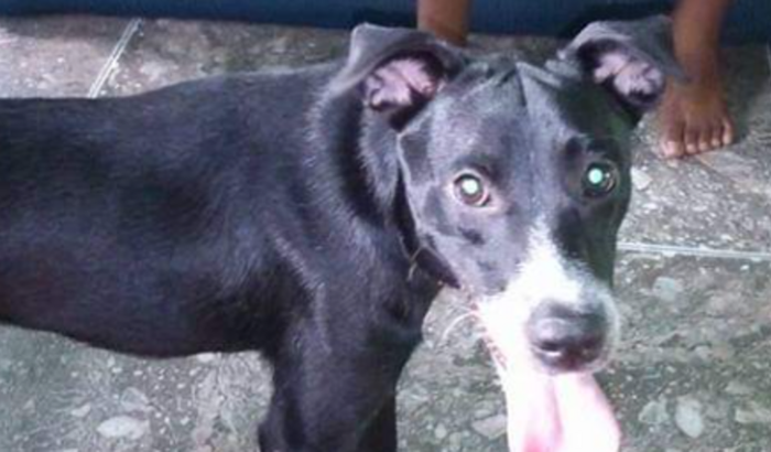 Tratamento de cachorro doente 
