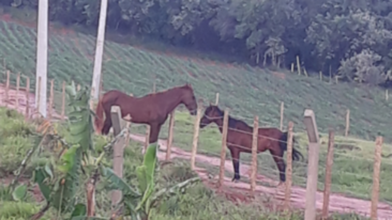 Meu sonho é ter um cavalo 