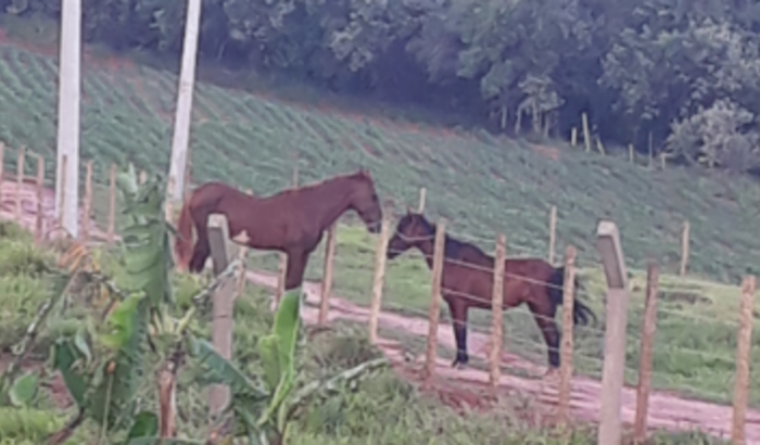 Meu sonho é ter um cavalo 