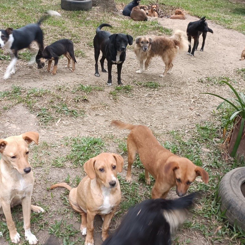 imagem da vaquinha Ajuda para o abrigo de animais resgatados do abandono 