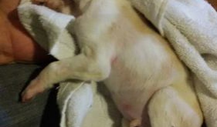 Doação para o cãozinho Milagre
