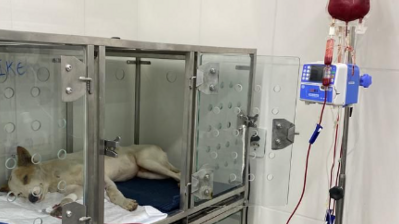 Ajude a salvar o Myke