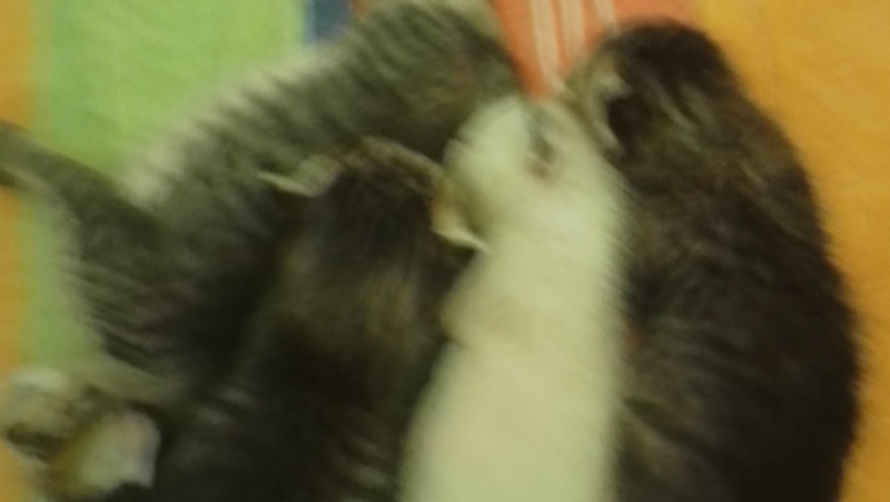 imagem da vaquinha Ajuda para a Mãos e Patas comprar um espaço aonde possa cuidar dos animais abandonados 