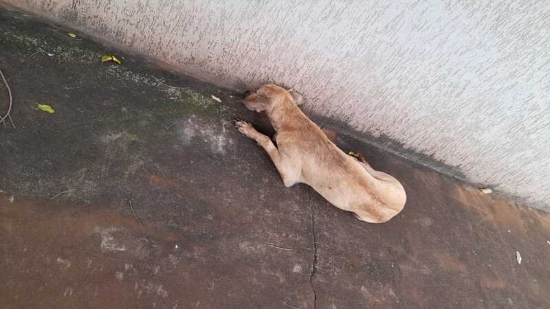 Cachorro atropelado 