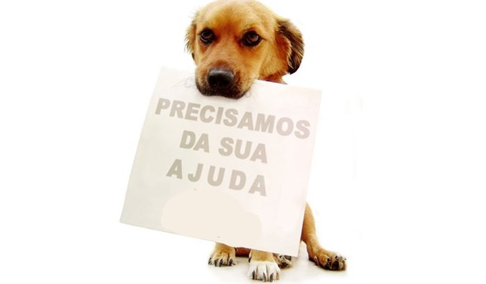 Vakinha para castração de animais de rua