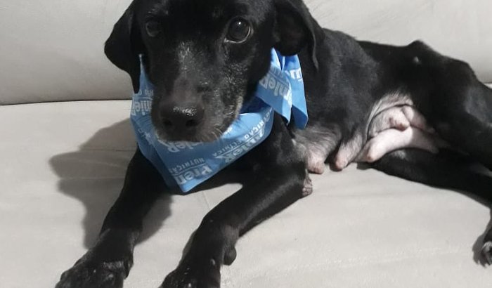 Ajude a Kiara!