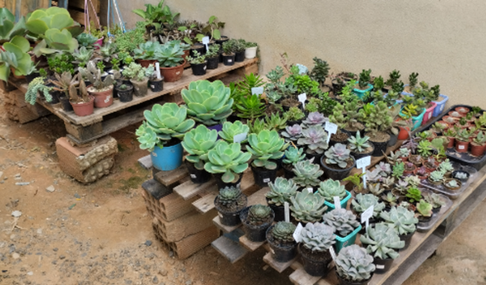 Montar minha lojinha de Suculentas 