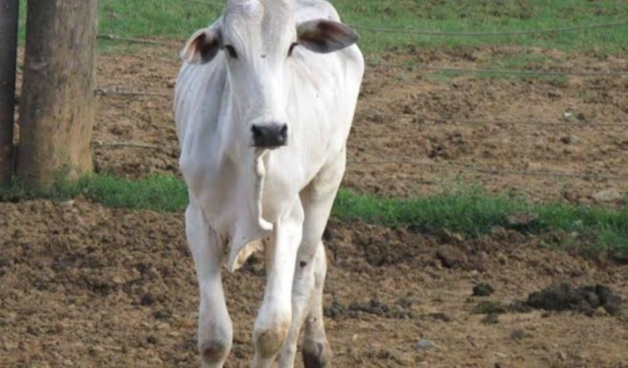 Começar na pecuária leiteiro 