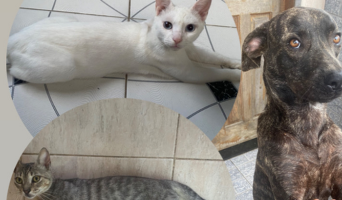 Ajuda para viagem dos pets