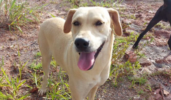 Ajuda para cuidar de animais em situação de rua
