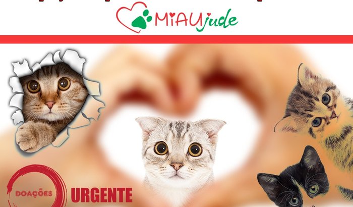 Gatil para os resgatados com FIV FELV (Aids e Leucemia Felina)