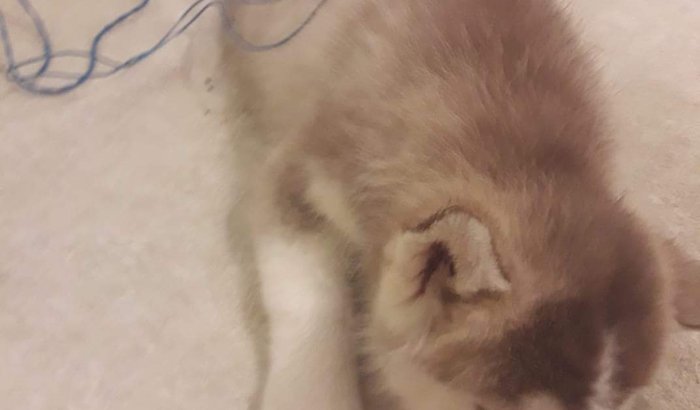 Husky Siberiano precisando de AJUDA