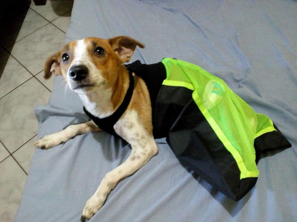 imagem da vaquinha Vakinha Anjos Paraplégicos