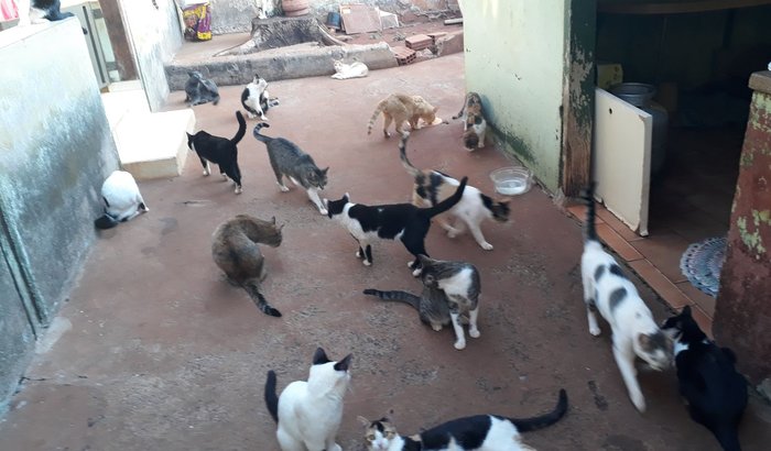 Ajuda cuidar dos gatos 