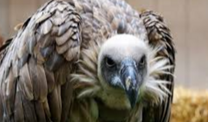 Abutres Oficial Doações