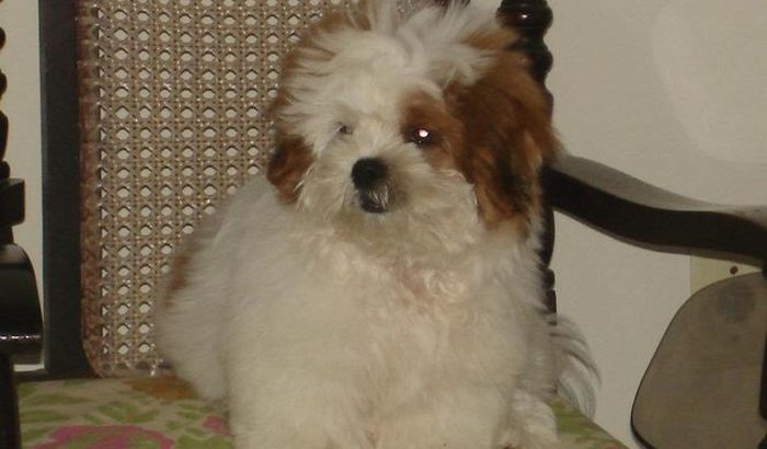 Cirurgia de catarata para cães