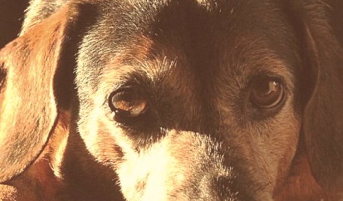 URGENTE! AJUDE O DICK A VOLTAR A ANDAR