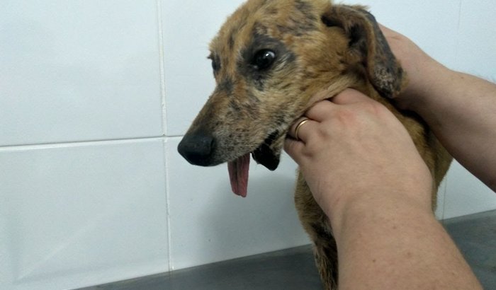 Bichos da Sandra