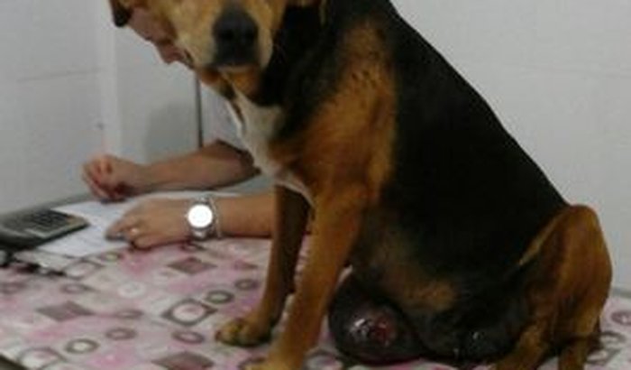 Ajude a Preta!