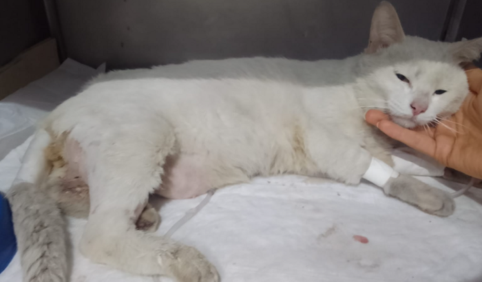 Floquinho de Neve (Gatinho de rua)