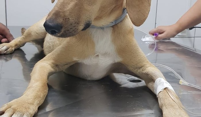 Oi! Meu nome é Joca, preciso da sua ajuda!