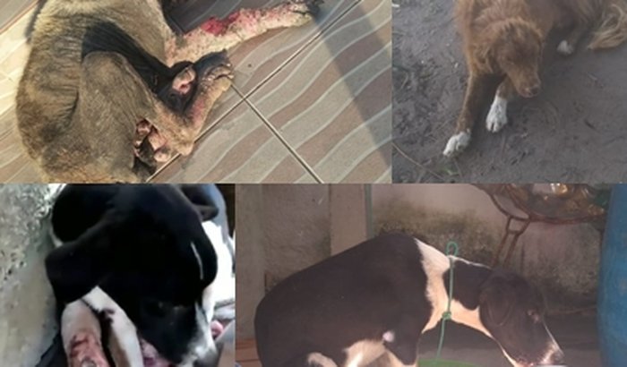 ONG Amor Peludo